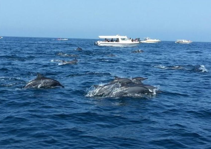 Dolphins and Snorkeling Adventure