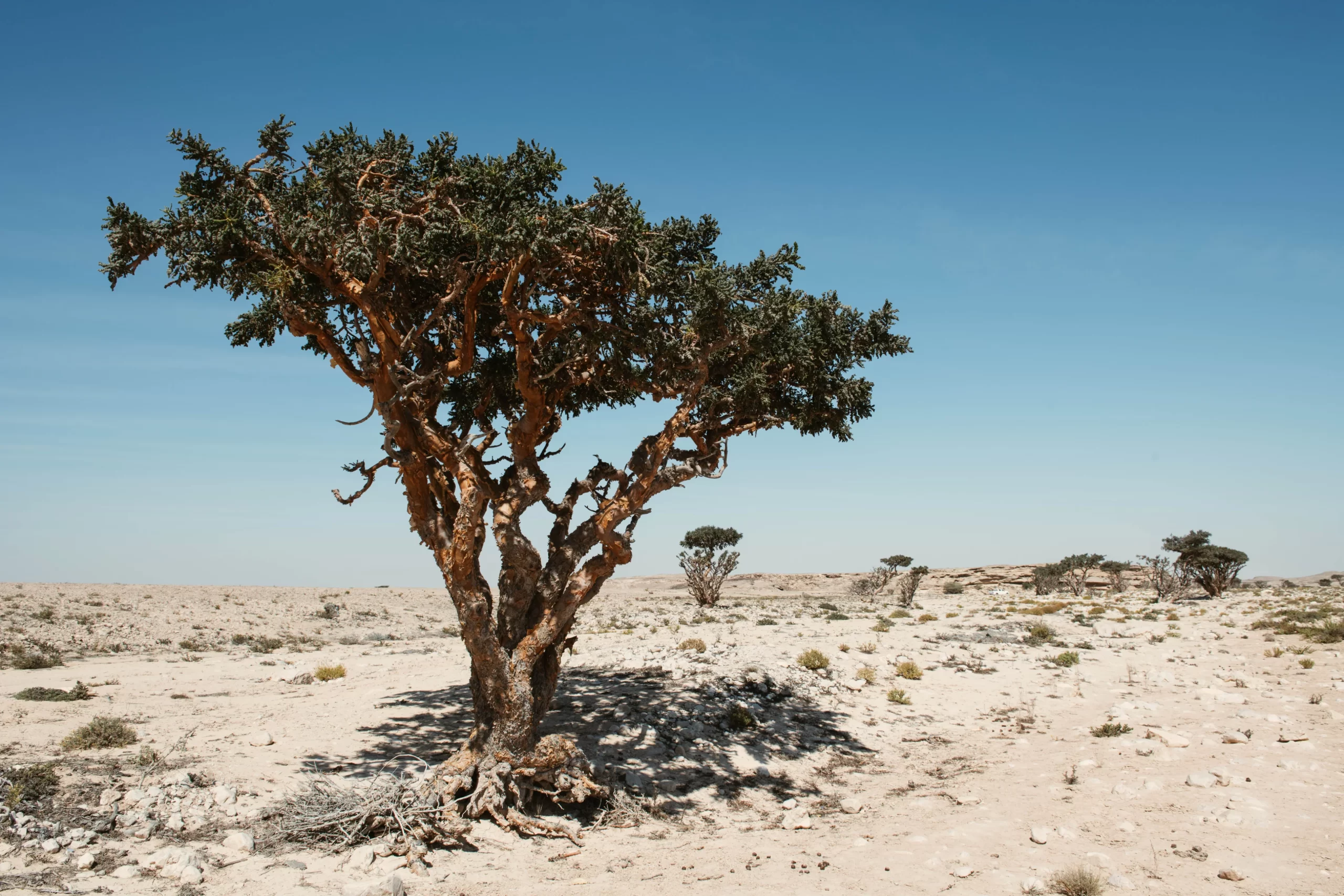 Frankincense Trees (Wadi Dawkah)