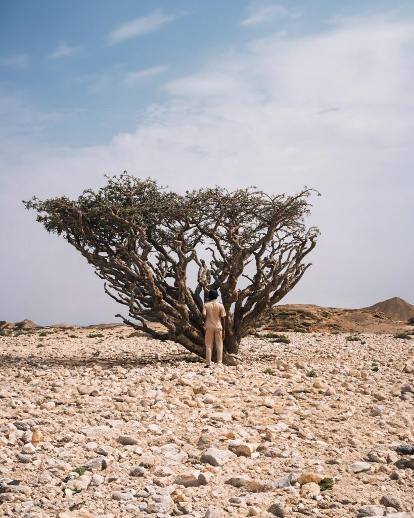 The Frankincense Trail