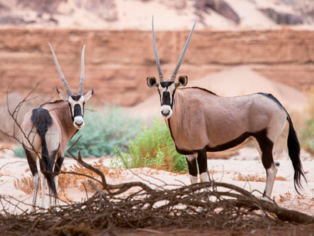 Natural Wonders of Oman